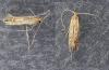 Phyllonorycter sp.